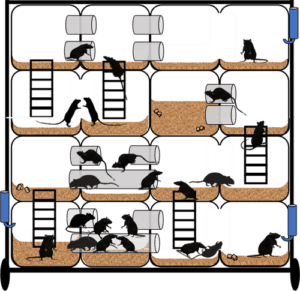 Schematic of the 'Habitat' with connecting cubes with tunnels and ladders mimicking rat burrows.