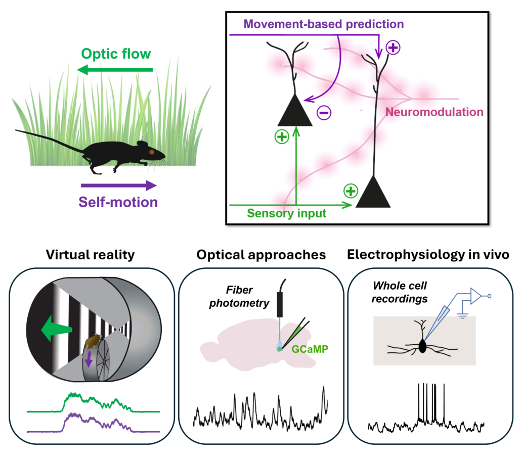 Graphical abstract of Rebecca Jordan's research