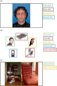 Examples of the stimuli presented and their defined areas of interests (AOIs). (a) Tasks where a face is presented and the focus on different areas of the face is measured; (b) Tasks where five types of objects are presented on a white background, including a face-noise AOI, which is a scrambled version of the pixels from the face stimulus in the array; and (c) Tasks where two real-world scenes are presented side-by-side, one social and one not social in nature. The social image will contain at least one child while the non-social one has no children.